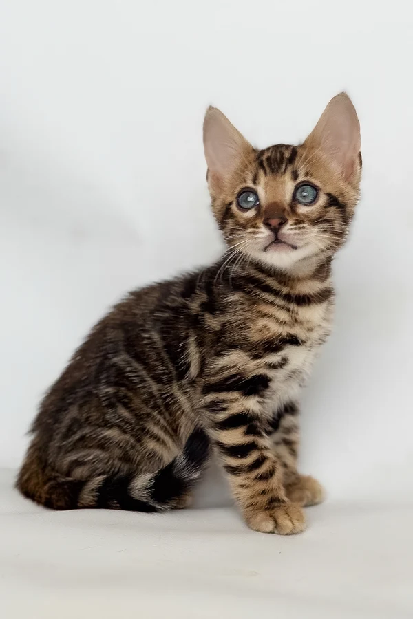 Bengal Itan