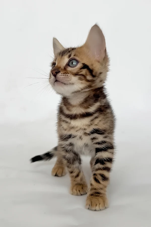 Bengal Itan