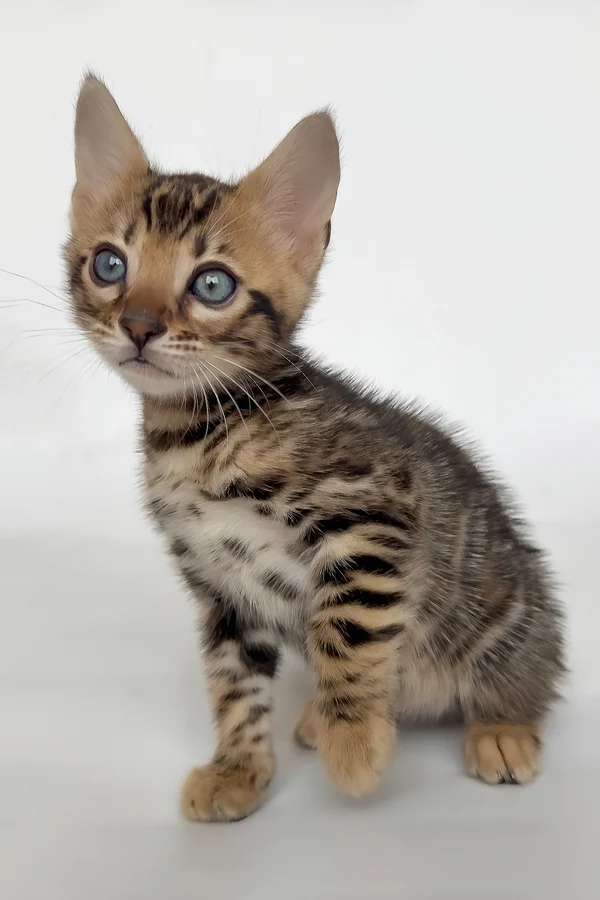 Bengal Itan