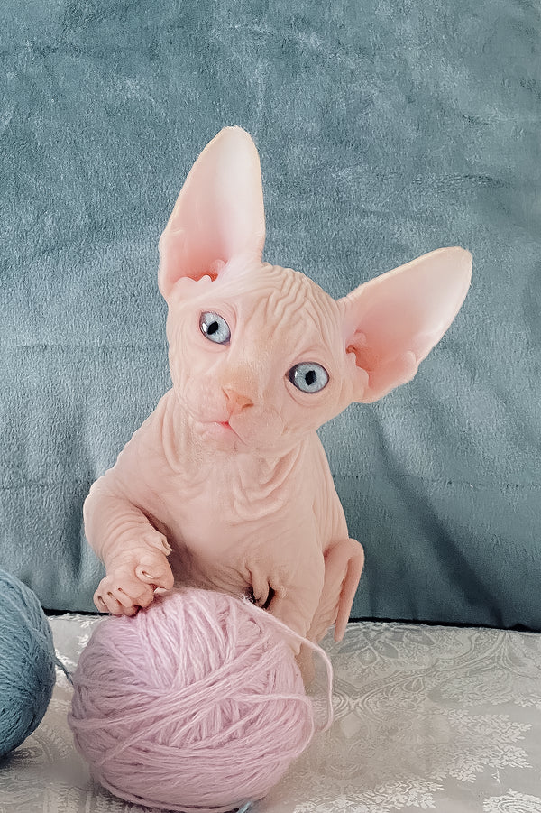 Canadian Sphynx Cream