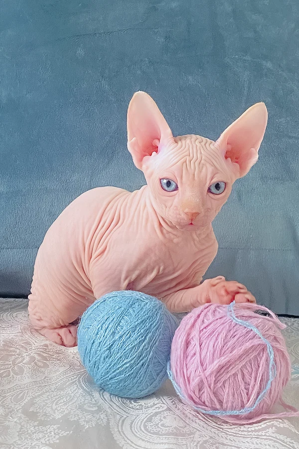 Canadian Sphynx Cream