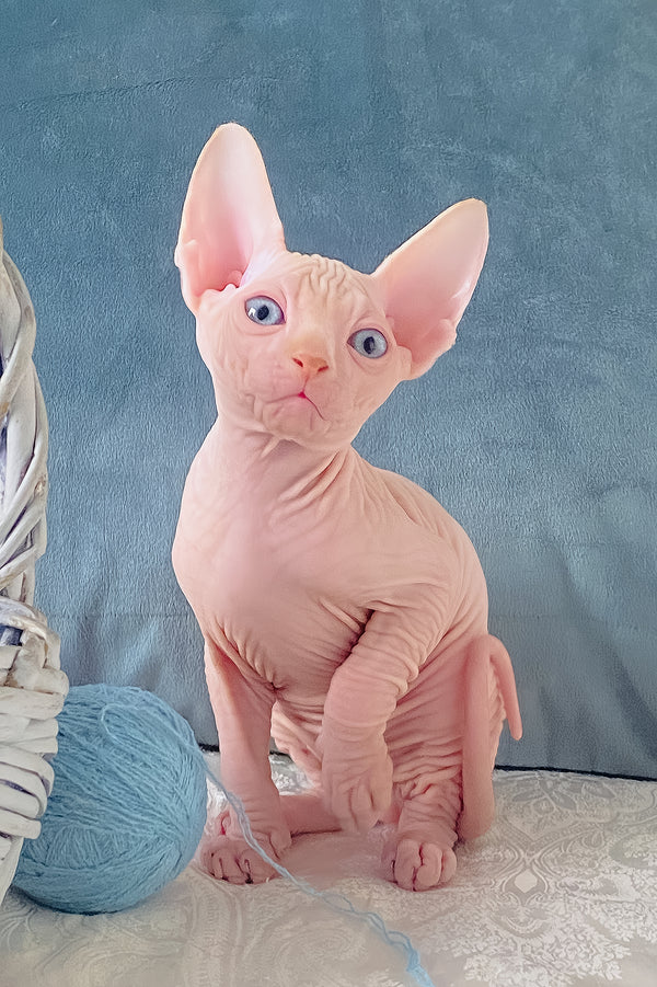 Canadian Sphynx Cream
