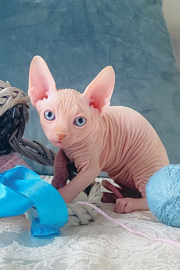 Canadian Sphynx Cream