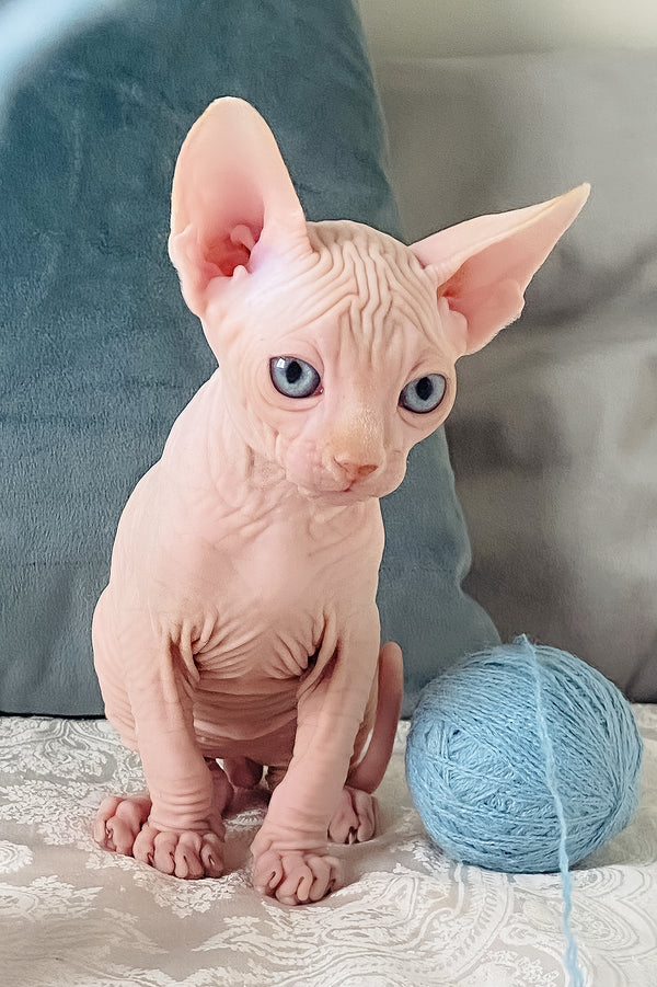 Canadian Sphynx Cream