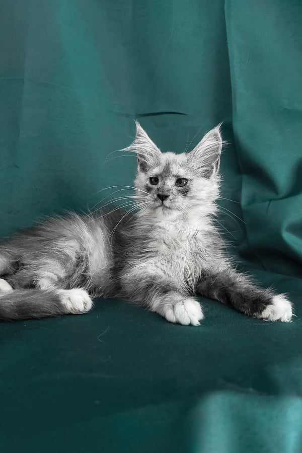Maine Coon Afina