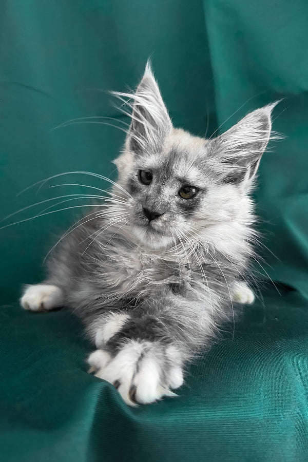 Maine Coon Afina