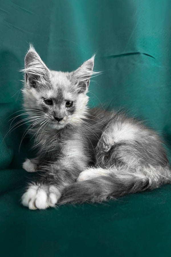 Maine Coon Afina