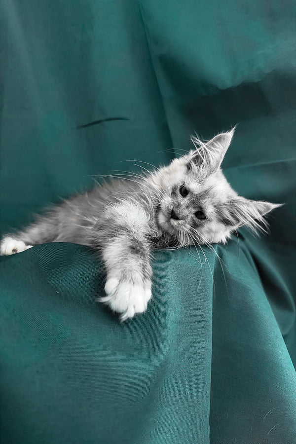 Maine Coon Afina