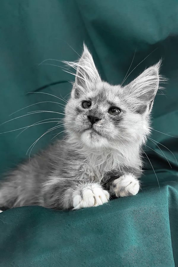 Maine Coon Afina