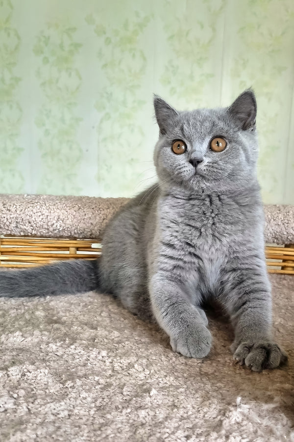British Shorthair Sofa
