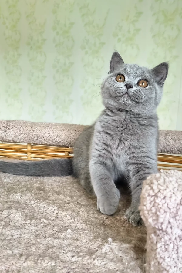 British Shorthair Sofa