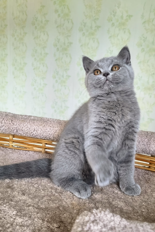 British Shorthair Sofa