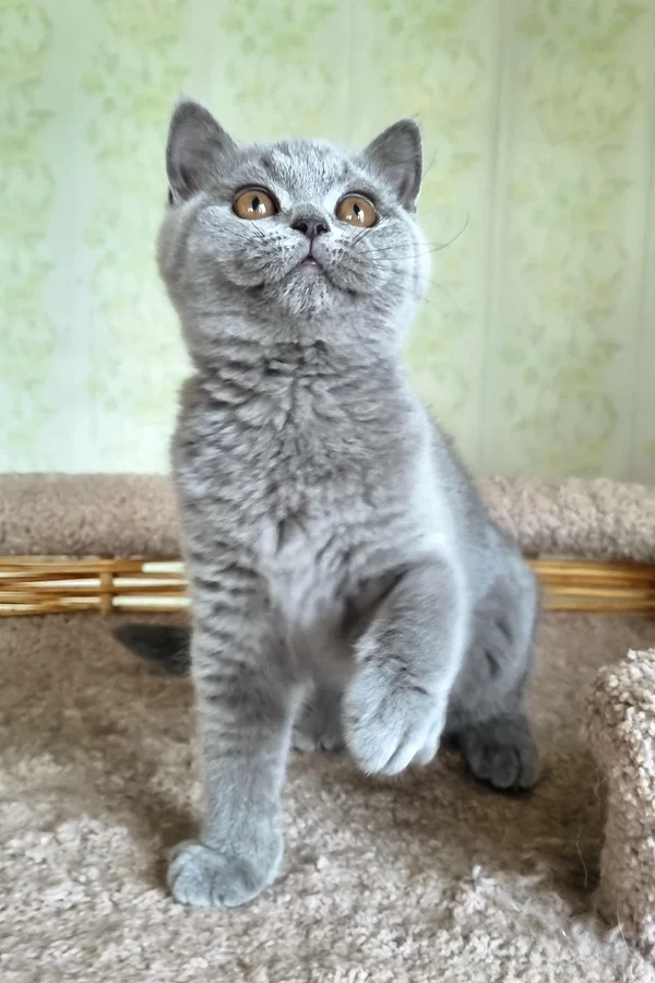 British Shorthair Sofa