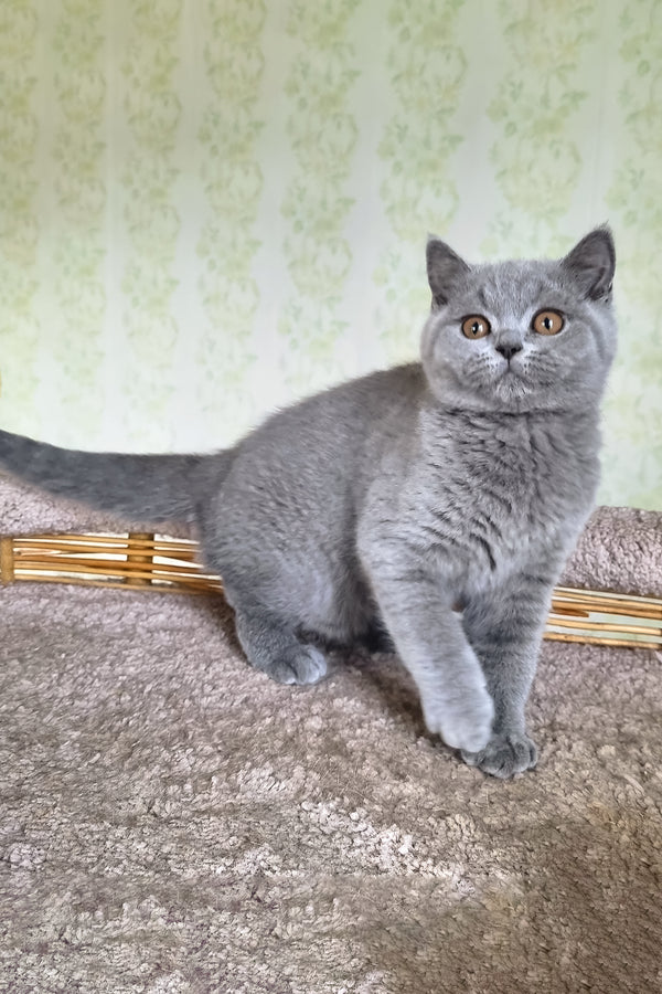 British Shorthair Sofa