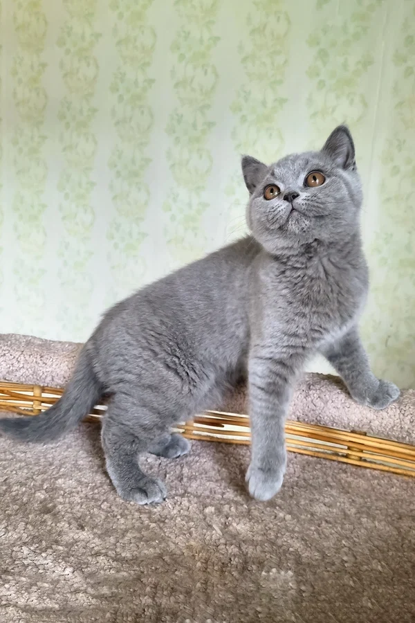 British Shorthair Sofa