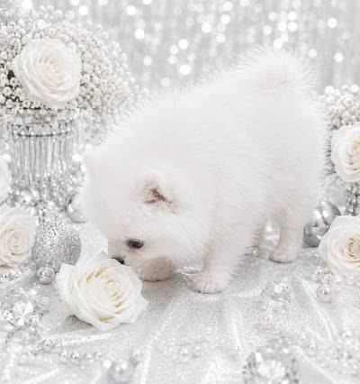 Pomeranian Yolka