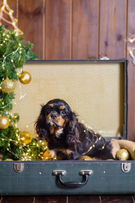 Cavalier King Charles Spaniel Natan