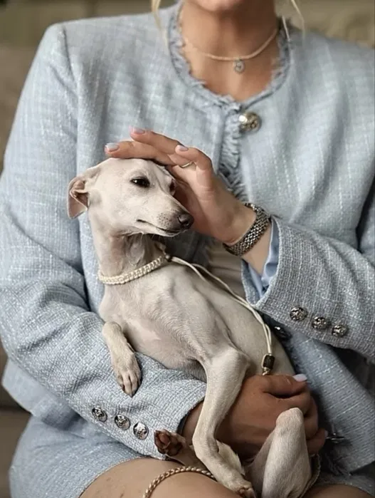 Italian Greyhound Emma