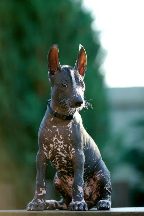 Standard Xoloitzcuintli Albert