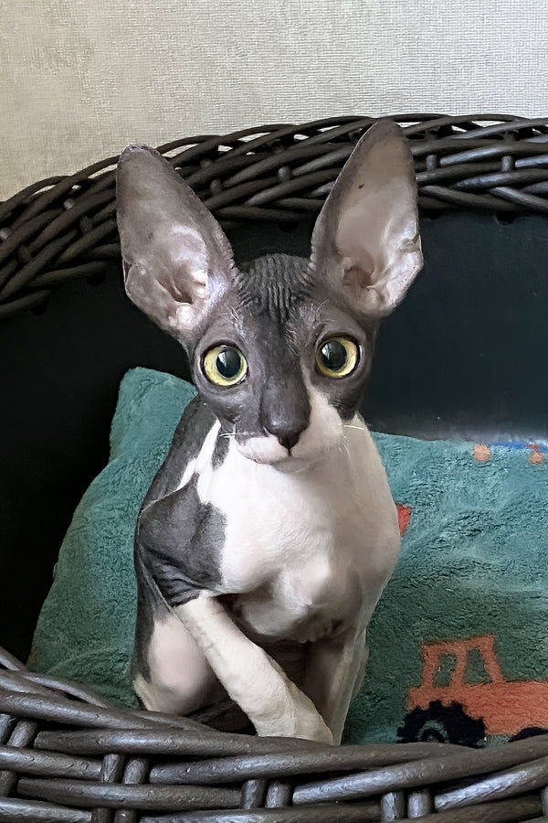 Cornish Rex Melaniya