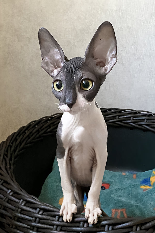 Cornish Rex Melaniya