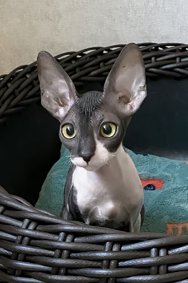 Cornish Rex Melaniya