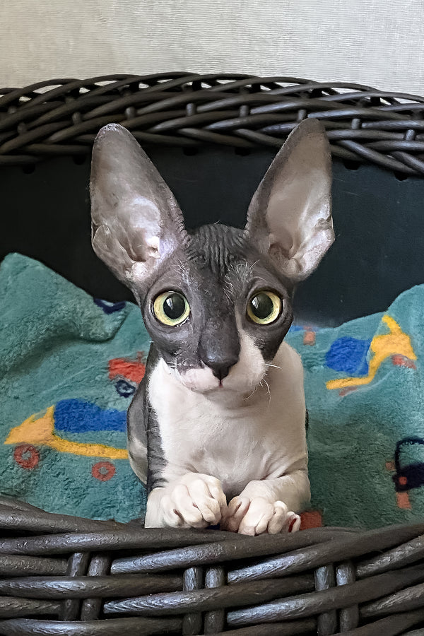 Cornish Rex Melaniya