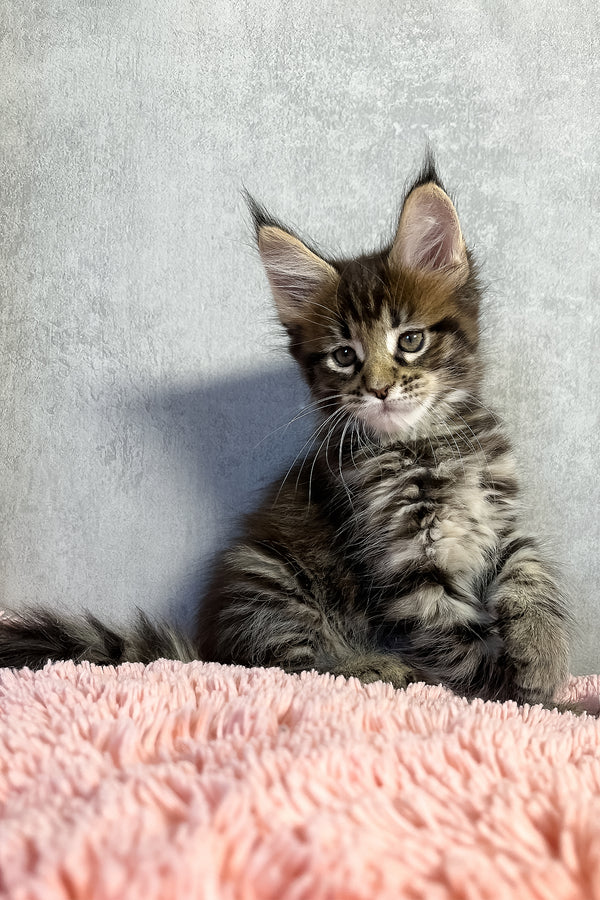 Maine Coon Olly