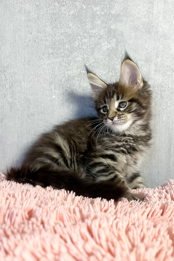 Maine Coon Olly
