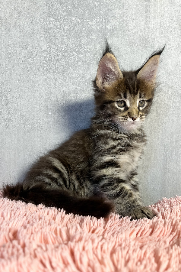 Maine Coon Olly