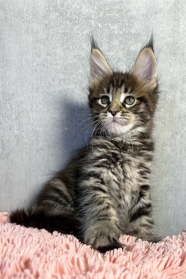 Maine Coon Olly
