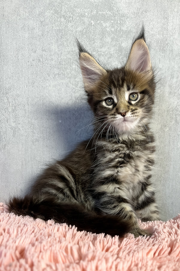 Maine Coon Olly