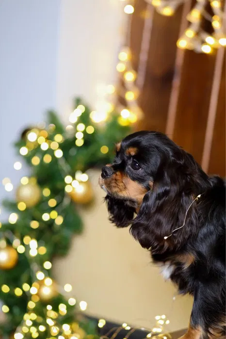 Cavalier King Charles Spaniel Natan