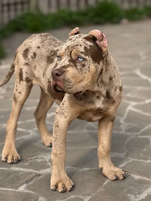 American Bully Billy