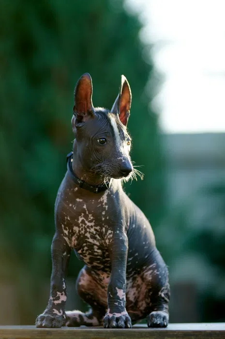 Standard Xoloitzcuintli Albert