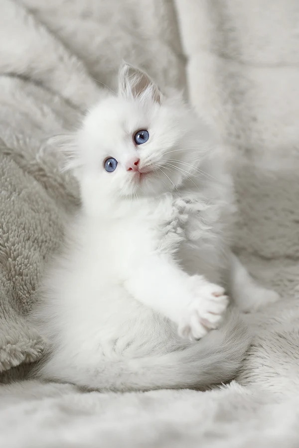 Ragdoll Luna