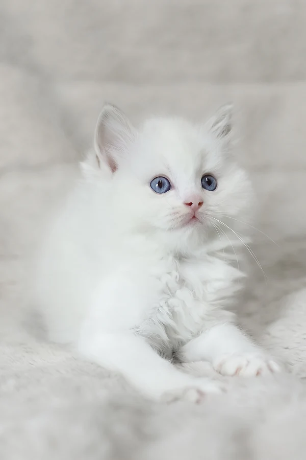 Ragdoll Luna
