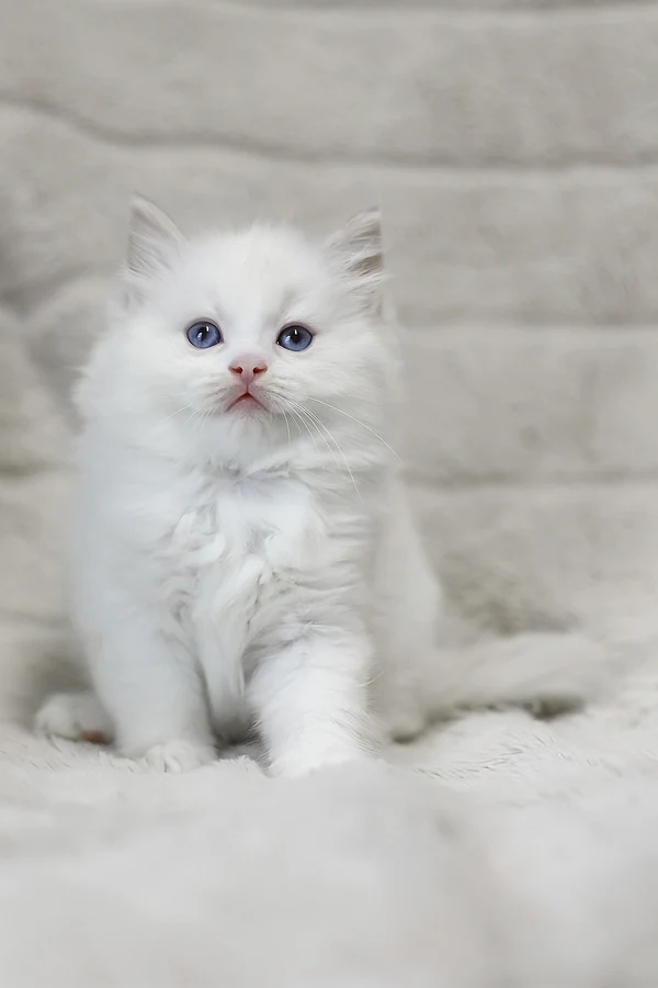 Ragdoll Luna