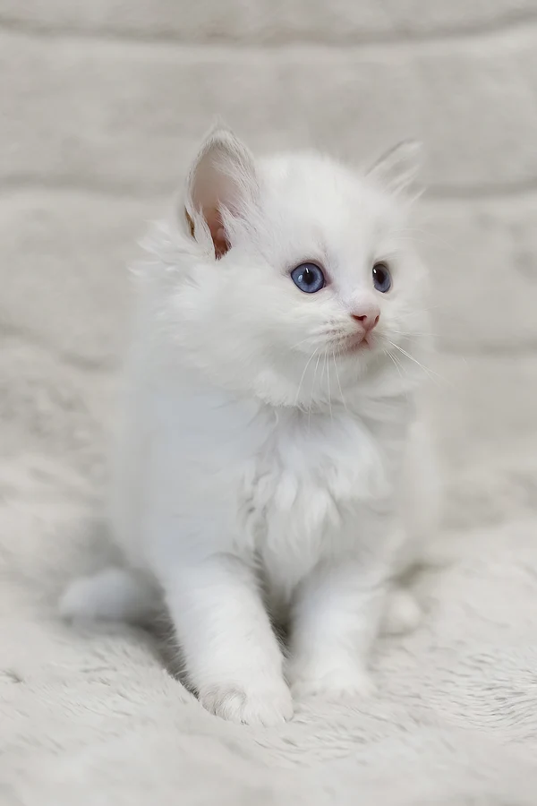 Ragdoll Luna