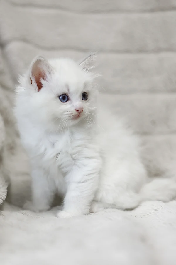 Ragdoll Luna