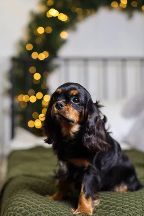 Cavalier King Charles Spaniel Natan