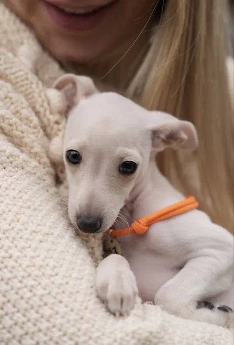 Italian Greyhound Emma