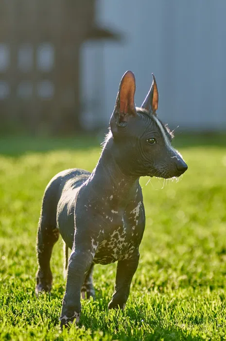 Standard Xoloitzcuintli Albert