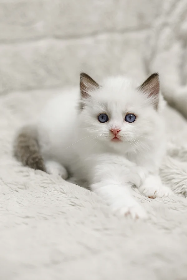Ragdoll Lizzy