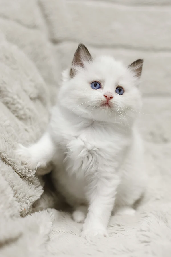 Ragdoll Lizzy