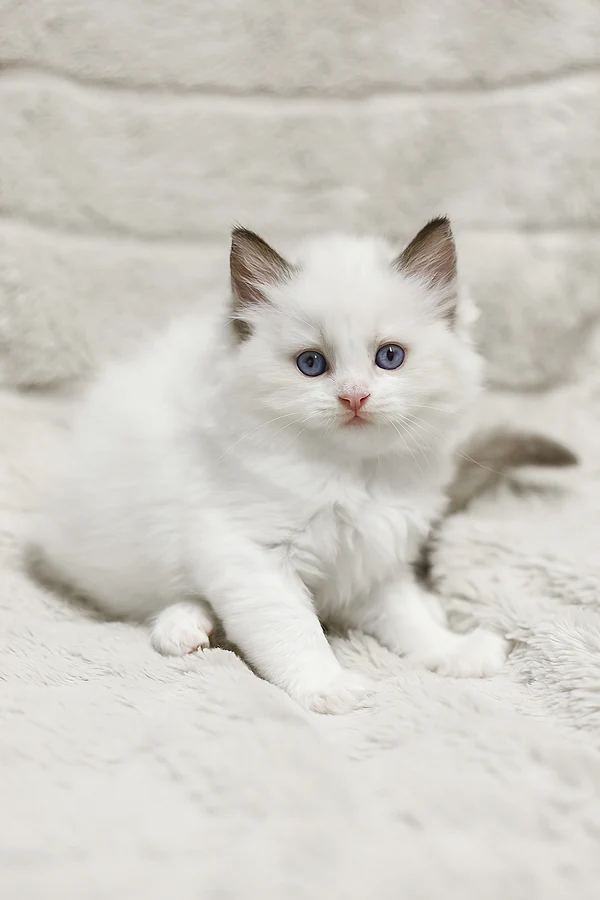 Ragdoll Lizzy