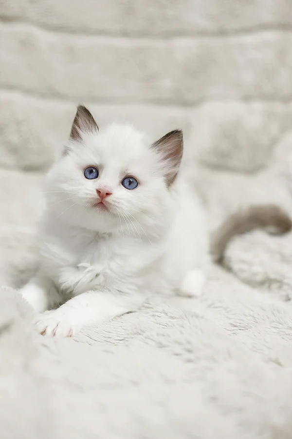 Ragdoll Lizzy