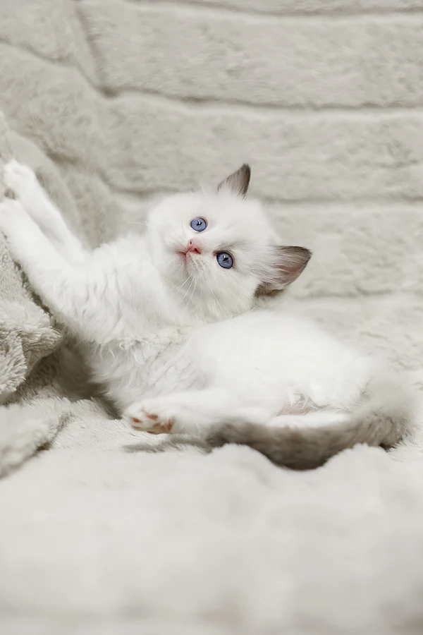 Ragdoll Lizzy