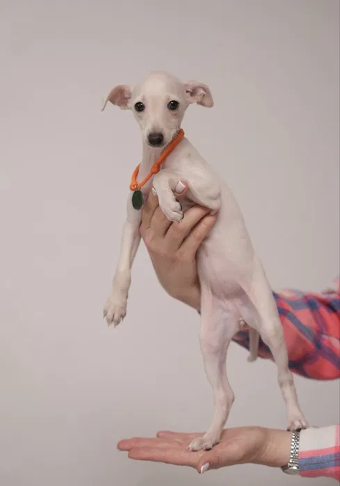Italian Greyhound Emma
