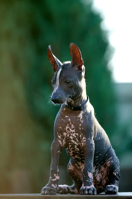 Standard Xoloitzcuintli Albert